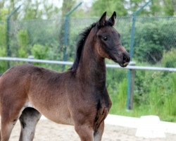 dressage horse Francesca Piccini N (Hanoverian, 2021, from For Romance I)