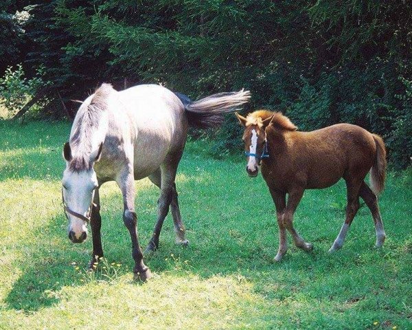 broodmare Ulrike (German Riding Pony, 1994, from Urban x)