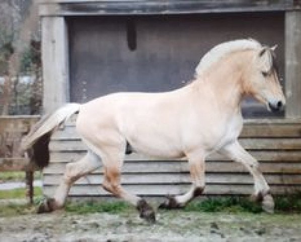 horse Vaalon (Fjord Horse, 2017, from Ågerupgårds Disko)