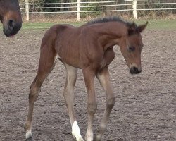 broodmare Que Linda (Hanoverian, 2019, from Q-Sieben OLD)