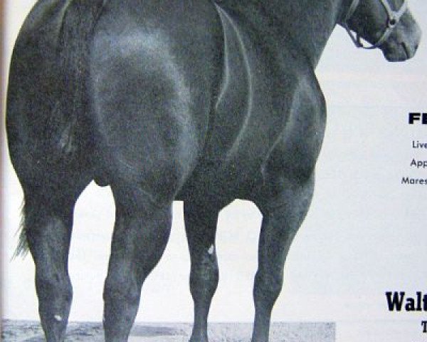 Deckhengst Leo Zero (Quarter Horse, 1957, von Johnny Zero)