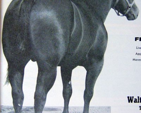 stallion Leo Zero (Quarter Horse, 1957, from Johnny Zero)