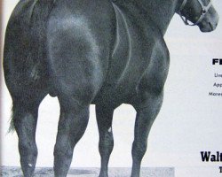 Deckhengst Leo Zero (Quarter Horse, 1957, von Johnny Zero)