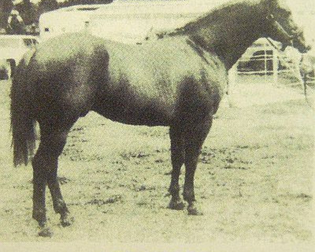 stallion Leo Moore (Quarter Horse, 1961, from Leo Zero)