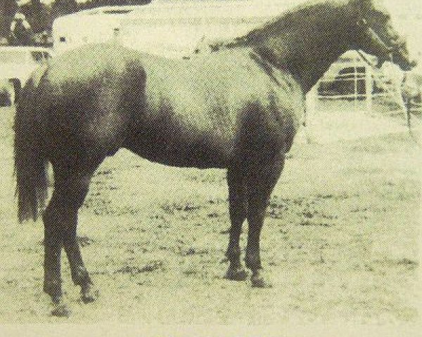 stallion Leo Moore (Quarter Horse, 1961, from Leo Zero)