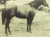 stallion Leo Moore (Quarter Horse, 1961, from Leo Zero)