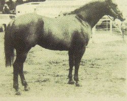 Deckhengst Leo Moore (Quarter Horse, 1961, von Leo Zero)