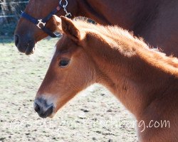 dressage horse Dance Music (Trakehner, 2019, from Goldschmidt)