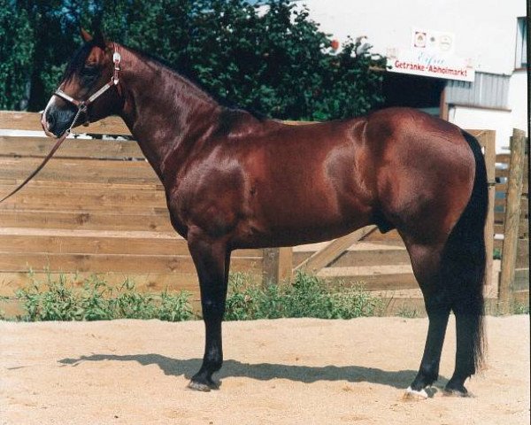 stallion Poco King Charro (Quarter Horse, 1987, from Poco Pretty Boy)