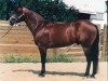 stallion Poco King Charro (Quarter Horse, 1987, from Poco Pretty Boy)