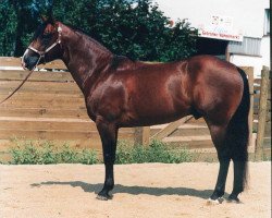 Deckhengst Poco King Charro (Quarter Horse, 1987, von Poco Pretty Boy)