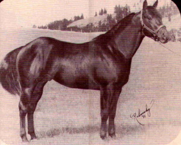stallion Barry Pine (Quarter Horse, 1968, from Poco Pine)