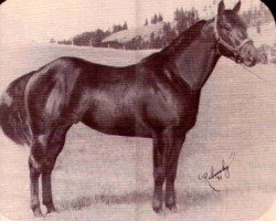 Deckhengst Barry Pine (Quarter Horse, 1968, von Poco Pine)