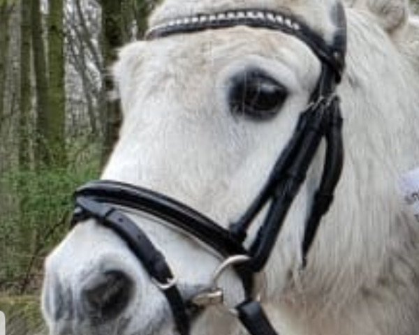 Pferd Jimmy von Look (Shetland Pony (unter 87 cm), 1970)