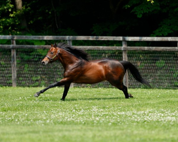 Deckhengst Lord Kanaloa xx (Englisches Vollblut, 2008, von King Kamehameha xx)