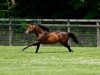 stallion Lord Kanaloa xx (Thoroughbred, 2008, from King Kamehameha xx)