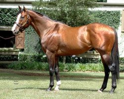 stallion Green Monkey xx (Thoroughbred, 2004, from Forestry xx)