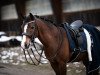 dressage horse Heitholms Minnie Mouse (German Riding Pony, 2012, from Clooney)