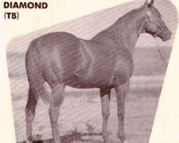 stallion Hy Diamond xx (Thoroughbred, 1946, from Hygro xx)