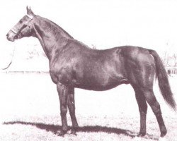 stallion Chimney Sweep xx (Thoroughbred, 1927, from Whisk Broom xx)