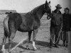 stallion Brush Mount (Quarter Horse, 1938, from Chimney Sweep xx)