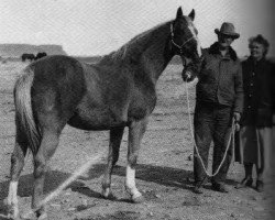 stallion Brush Mount (Quarter Horse, 1938, from Chimney Sweep xx)