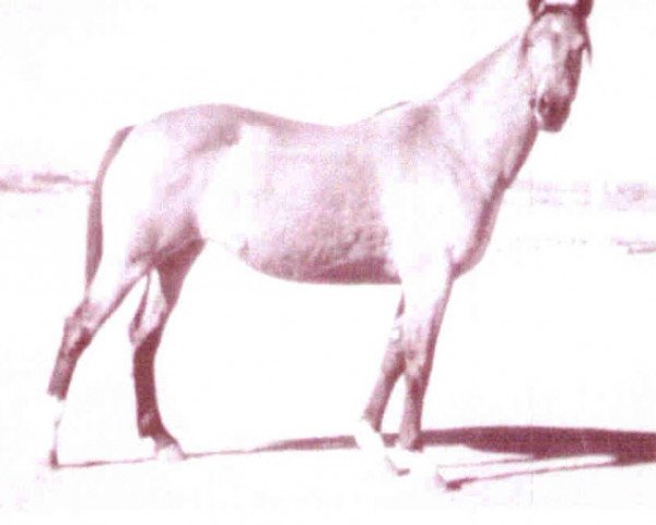 broodmare Mexicala Rose (Quarter Horse, 1936, from Plaudit)