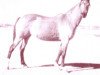 Zuchtstute Mexicala Rose (Quarter Horse, 1936, von Plaudit)