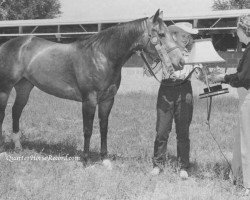 Zuchtstute Spanish Rose (Quarter Horse, 1945, von Nick Shoemaker)