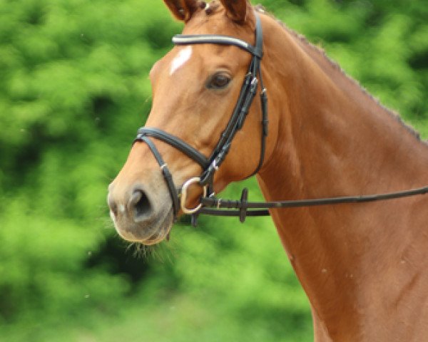 dressage horse Juliette 30 (Bavarian, 2010, from Imperio 3)