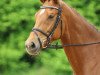 dressage horse Juliette 30 (Bavarian, 2010, from Imperio 3)