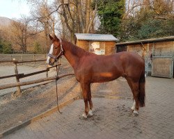 jumper Pilarco (Swiss Warmblood, 2012, from Pilotdino)