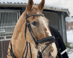 Springpferd Kalimero 91 (Kleines deutsches Reitpferd, 2010, von Kobar)