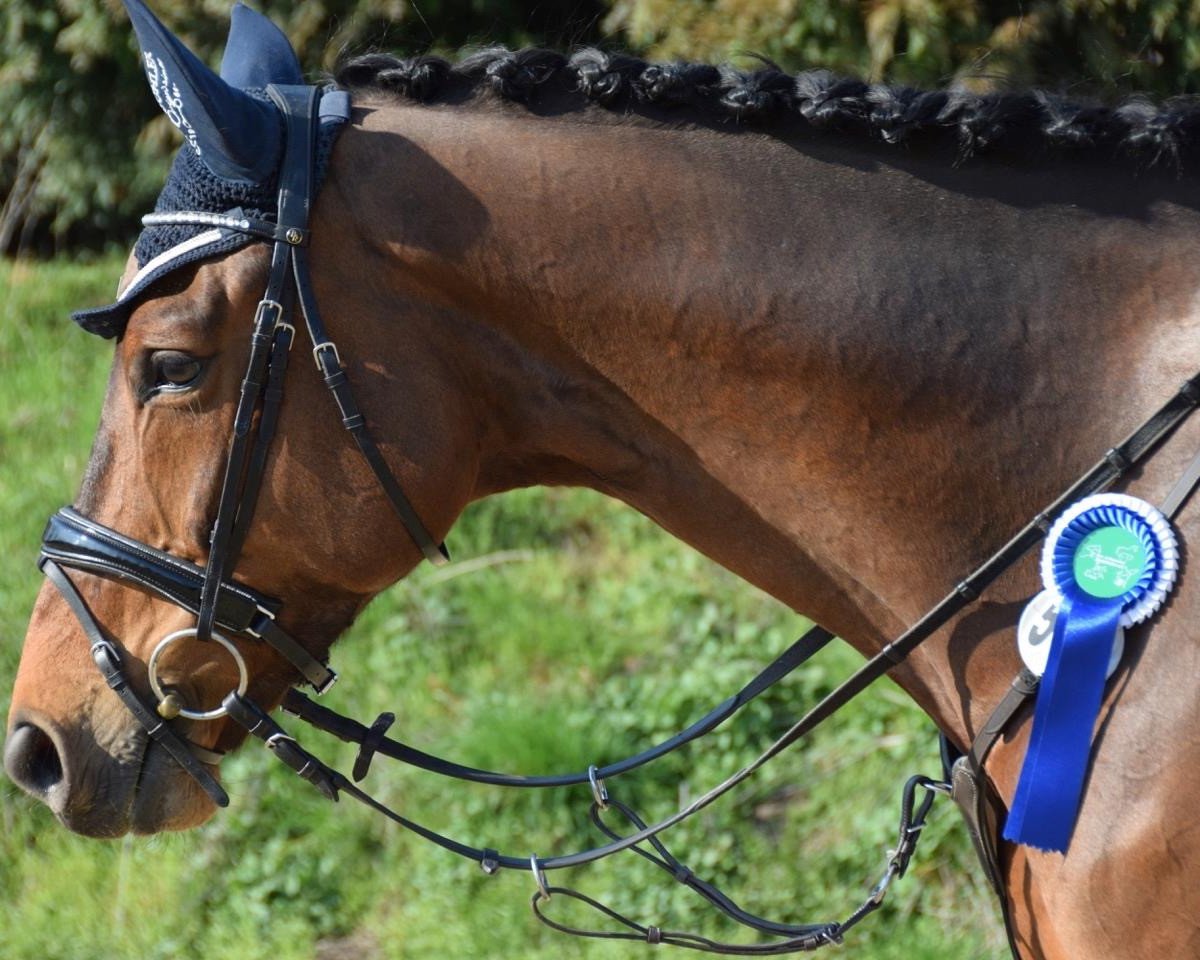 jumper Smarty 61 (Oldenburg, 2012, from Straviaty)
