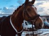 dressage horse Tokador (Westphalian, 2012, from Tokio)