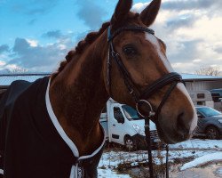 dressage horse Tokador (Westphalian, 2012, from Tokio)