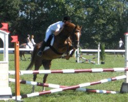 stallion Molenhorn's Claudius (Nederlands Welsh Ridepony, 1987, from Flora's Hof Minstrel)