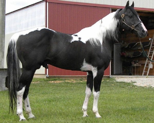 stallion QT Poco Streke (Paint Horse, 1992, from Pepsi Poco)