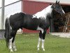 stallion QT Poco Streke (Paint Horse, 1992, from Pepsi Poco)