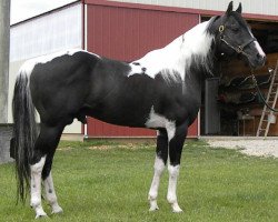 Deckhengst QT Poco Streke (Paint Horse, 1992, von Pepsi Poco)