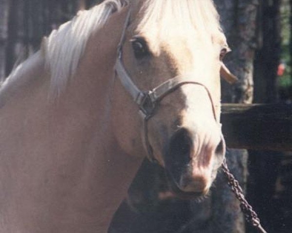 stallion Skip's Dundee (Quarter Horse, 1963, from Silver Skip)