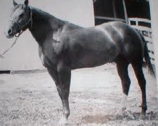 stallion Skipper Jr. (Quarter Horse, 1951, from Skipper W)