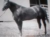 Deckhengst Skipper Jr. (Quarter Horse, 1951, von Skipper W)