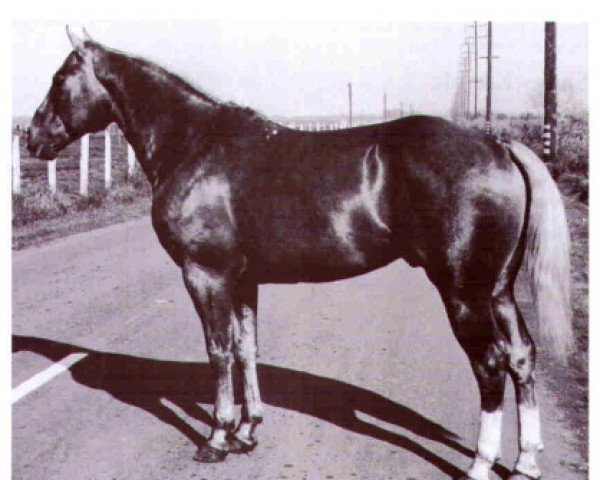 Deckhengst Bras d'or (Quarter Horse, 1940, von San Siemon)