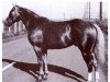 stallion Bras d'or (Quarter Horse, 1940, from San Siemon)