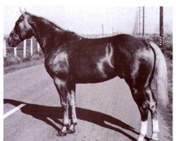 stallion Bras d'or (Quarter Horse, 1940, from San Siemon)