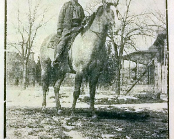 Deckhengst Yellow Boy (Quarter Horse, 1927, von Yellow Jacket)