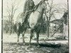 stallion Yellow Boy (Quarter Horse, 1927, from Yellow Jacket)