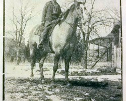 stallion Yellow Boy (Quarter Horse, 1927, from Yellow Jacket)