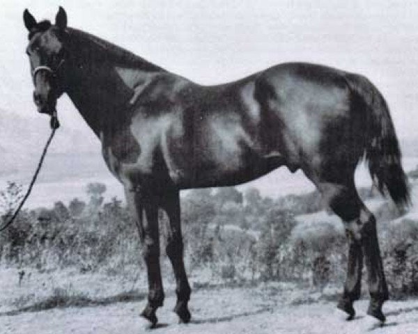 stallion Driftwood (Quarter Horse, 1932, from Miller Boy)